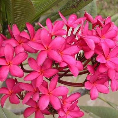 Yen flower